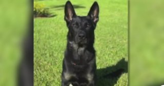 Senate passes bill that would increase punishment for injuring or killing K9s