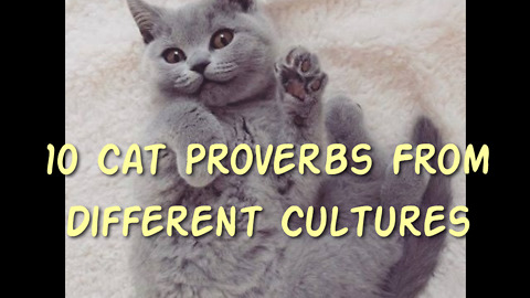 10 Cat Proverbs From Different Cultures