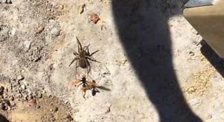 Vespa e aranha travam batalha até a morte na Austrália