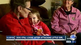 Dog still loose after attacking little girl
