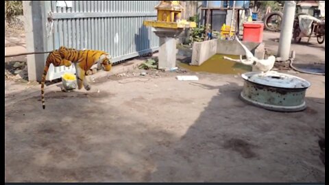 Tiger Fake dog prank funny video 2022
