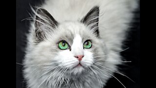 "Magical Cat Eyes" Peaceful & Relaxing Instrumental Music