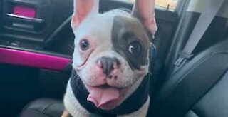 Is this French bulldog Canada's new singing sensation?