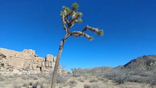 Hiking the Echo T Trail in Joshua Tree National Park