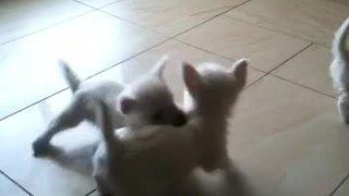 Trio of Westie puppies share adorable playtime