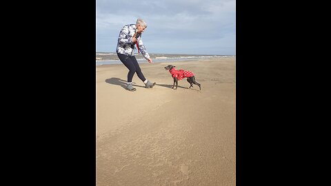 Whippet recall