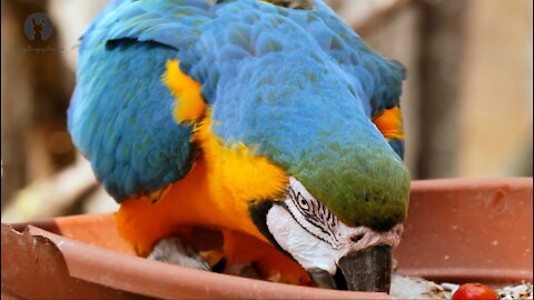 Colorful Macaw Parrots,Stunning Birds ...
