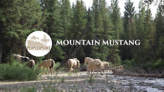 Canadian Rockies Series Trailer Episode #5: Mountain Mustang