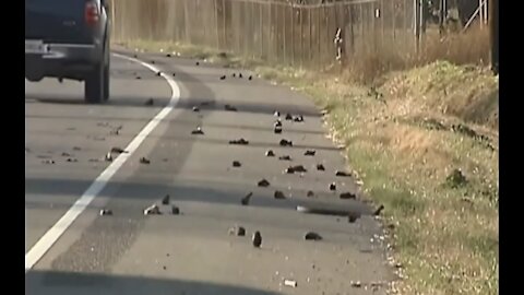 HOLANDSKO: Okolo 300 mŕtvych vtákov popadalo z oblohy počas testu 5G