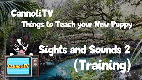 Things to Teach Your New Dog: Sights and Sounds of the World 2 #easy #free #training