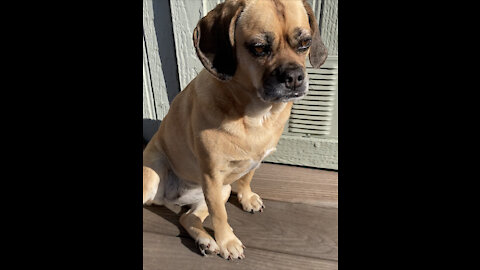 AKC Scent Work Master Exterior Puggle Winning small