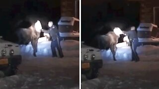 Troopers remove bag from distressed moose's head