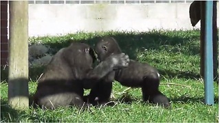Gorilla Youngster Preciously Plays With Baby Brother