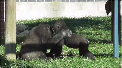 Gorilla Youngster Preciously Plays With Baby Brother