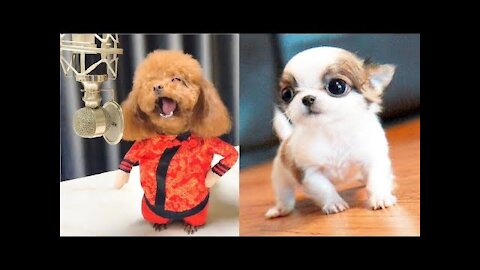 Cute Puppies 😍 Dogs and beautiful, clever, Funny and Intelligent