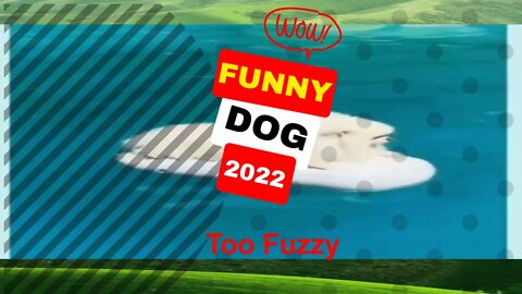 🤣Funny Dogs Too Fuzzy 2022 Video Clips #shorts