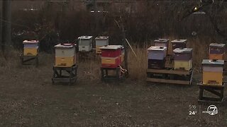 30 beehives stolen from Northglenn property