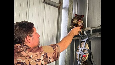 Feeding a Wild Brushtail Possum Called Big Girl Who LOVES Banana! - Behind The Scenes With Bats