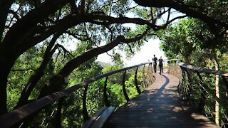 SOUTH AFRICA - Cape Town - Kirstenbosch National Botanical Garden (Video) (7nx)
