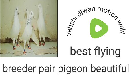 Vashidiwan moti waly best flying pigeons beautiful