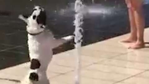 Dog surprised by jet of floor fountain