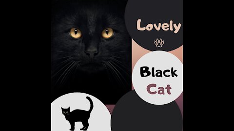 Lovely black cat