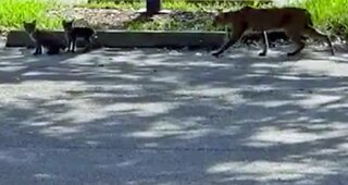 Bobcat and cubs spotted in Port St. Lucie
