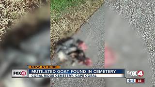 Mutilated goat found in cemetery