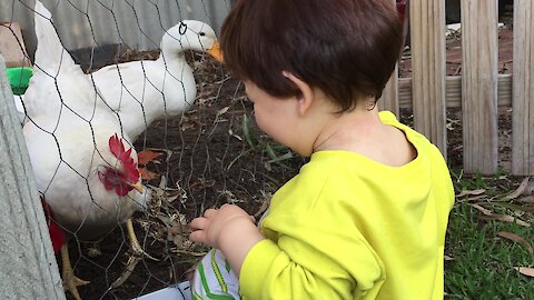 Sweet Baby Loves To Hand Feed The Chickens