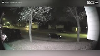 Un voleur de bonhomme de neige filmé en plein délit