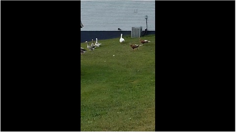 Rescued turkeys help owner herd geese