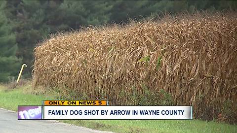 Dog shot with arrow in Wayne County