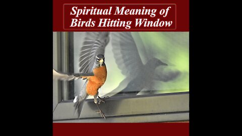 Funny Bird Knocking the Window | Why Do Birds Fly Into Windows? | Funny Birds