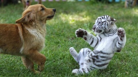 Puppy vs Baby Tiger Fight Cute Moments