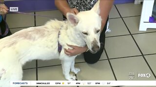 Pet of the Week: Glacier