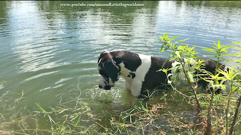 Funny Great Dane Blows Bubbles While Flossing And Fishing