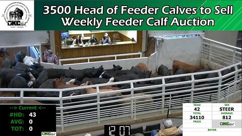 11/2/2022 - OKC West Feeder Calf Auction