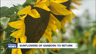 Sunflowers of Sanborn will bloom again