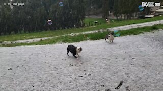 Hund sprænger sæbebobler i haglvejr