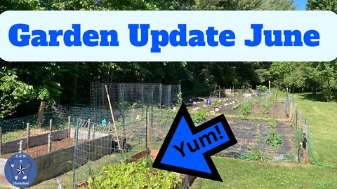 Homestead Garden Update for June, Herbs, Berries, Plums and our Drip Irrigation System