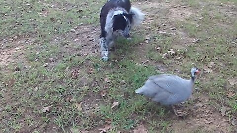 Border Collie Herding Guineas