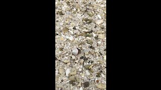 Hermit Crab at Biscayne National Park