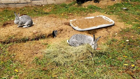 Bunny Collecting Grass