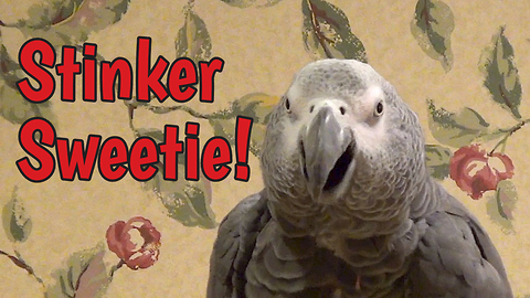 Einstein the parrot is a stinker!