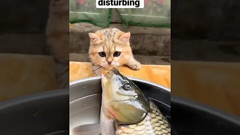 cat kisses a fish 🐠