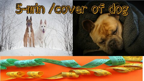 Cover your dog in 5 minutes