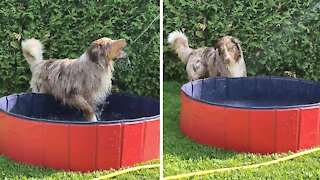 Aussie doggy loves to play in the pool