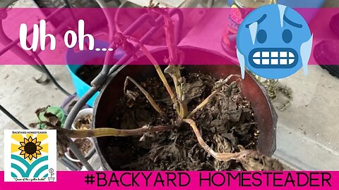 Mini Garden Tour | did the weather take out my garden? | The Backyard Homesteader