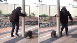 Wombat plays ring-around-the-rosie with his caretaker