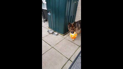 Dog running with a ball